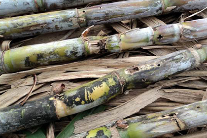 如何防治甘蔗螟虫