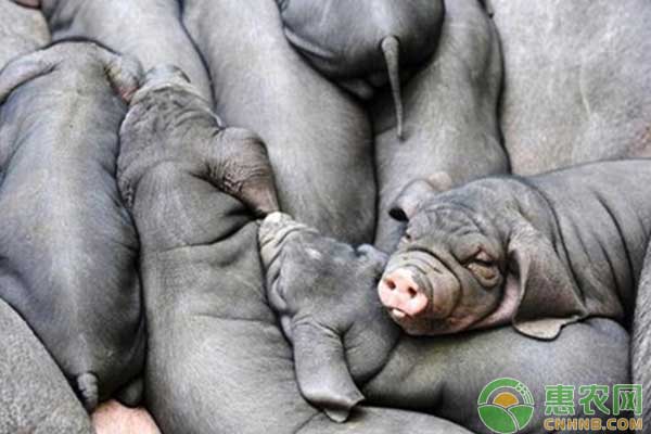 养殖技术分享:苏姜猪饲养管理技术