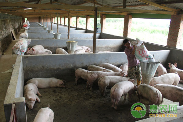 猪场粪污处理技术:干清粪法的优点