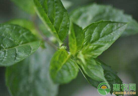 0122_薄荷养殖方法及注意事项_西安龙岩景观工程设计有限公司_镇江