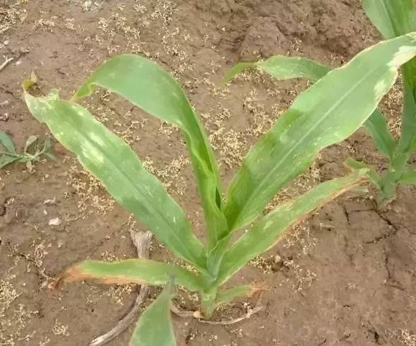 7月除草剂药害高发!你的玉米田中招了吗?