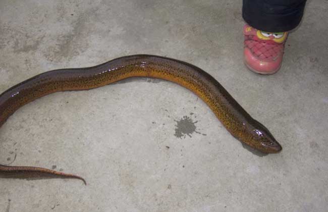 注意:有的人认为黄鳝只要颜色很黄的话就是野生黄鳝了,其实大错特