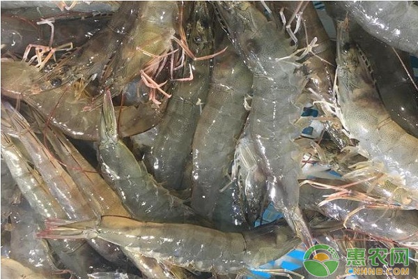 青虾池塘高效养殖技术要点分享