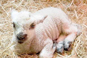 养羊户都知道羊常见的传染病比较多,有炭疽病,口蹄疫,痘病,布氏杆菌病