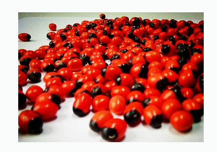 专家称鸡母珠剧毒 可能会致命