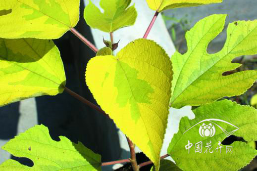 金蝴蝶构树的繁殖栽培技术