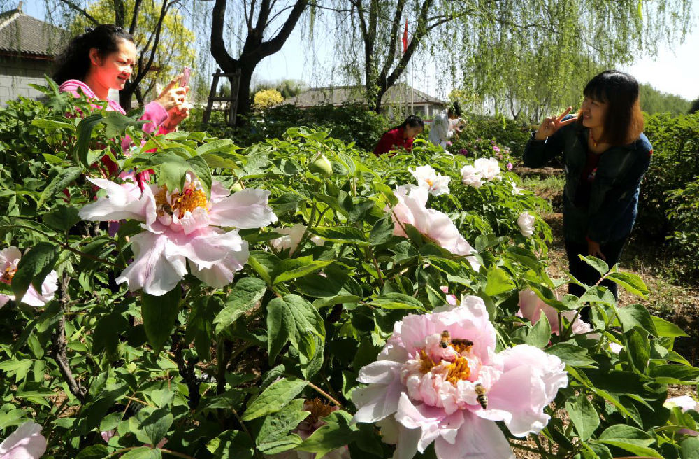 北京千畝牡丹園進入盛花期