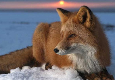 国内狐狸养殖现状分析