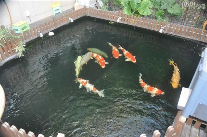 蘇州庭院魚池設計，滿足不同層次客戶的魚池養魚需求