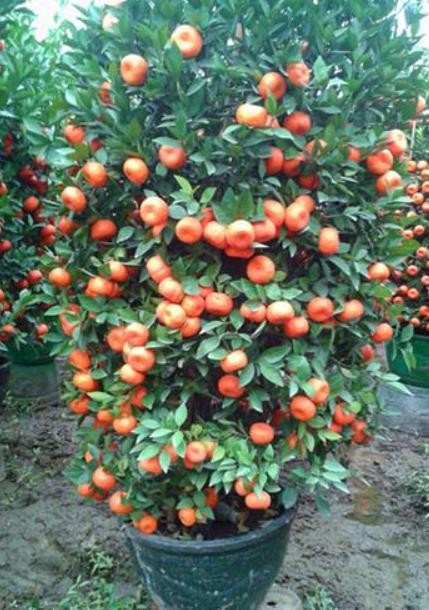 南甯年橘盆景價格，多年種植經驗