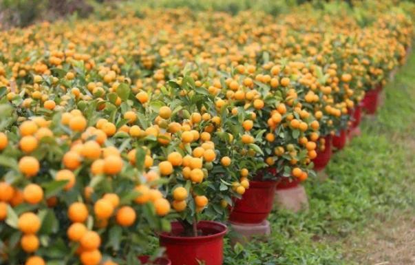 南寧年橘供應，南寧年橘給您滿意的供應給滿服務