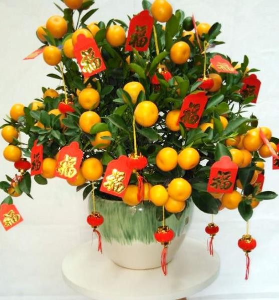 南甯年橘供應，新年必備