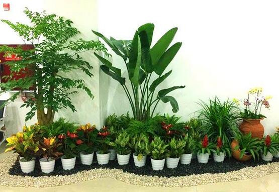 南甯植物出租，提供綠色健康環境