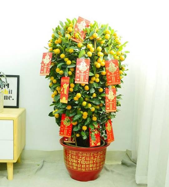 南甯年橘盆景銷售，過年家中裝飾必備