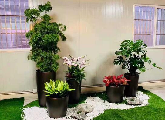 南寧慶典活動植物花卉租擺，綠色新鮮，品質優良