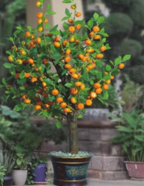南寧年橘供應，南寧年橘多年種植經驗