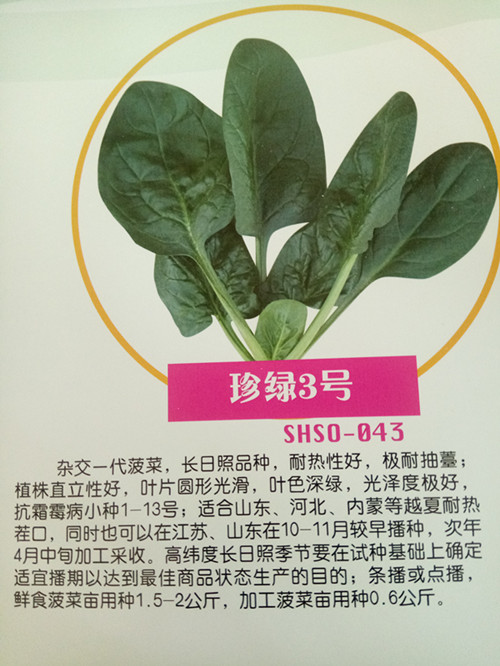 日本菠菜種子珍綠系列