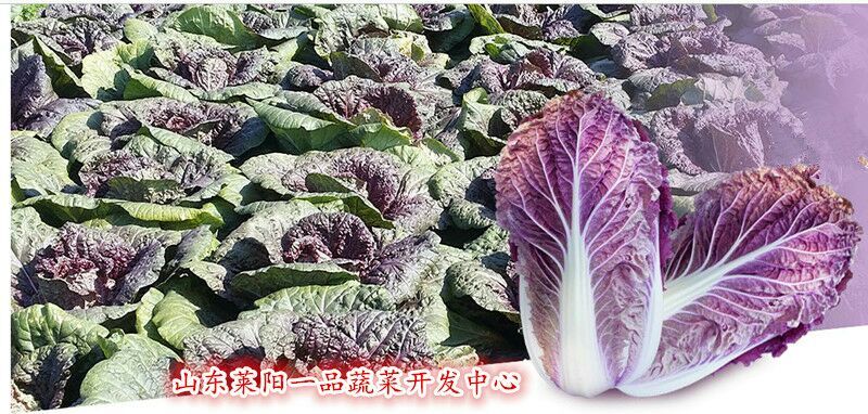 進口紫色大白菜種子