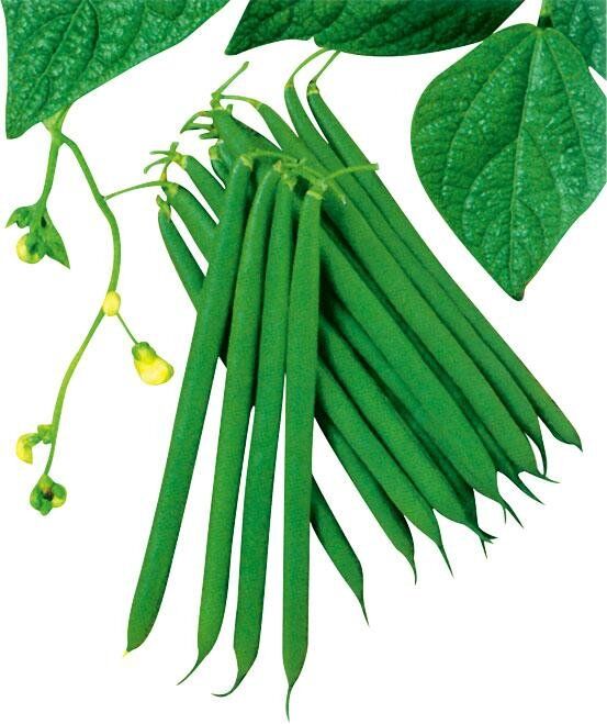 青刀豆種子超級5991品種