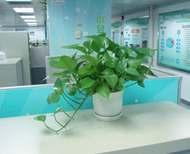 室内觀賞植物的養護管理，南甯室内綠植租賃，品質