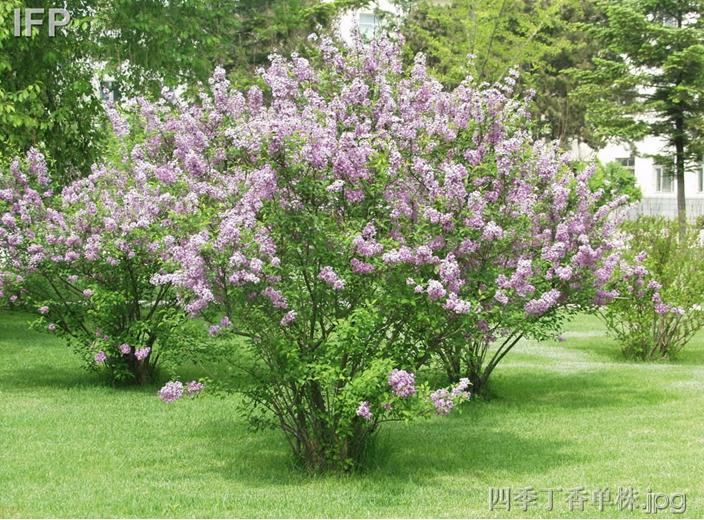 出售四季丁香实生苗20cm50cm独头定植一年4060cm35头112m510头