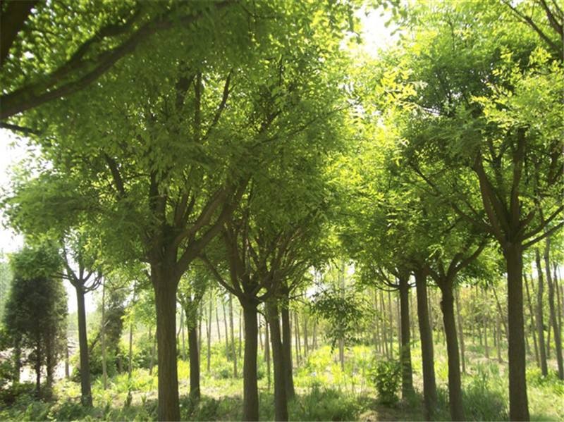 您的选择就是对我们的信赖河北国槐树苗基地