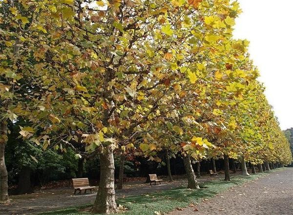 河北法桐苗木基地与您一同创造美好明天