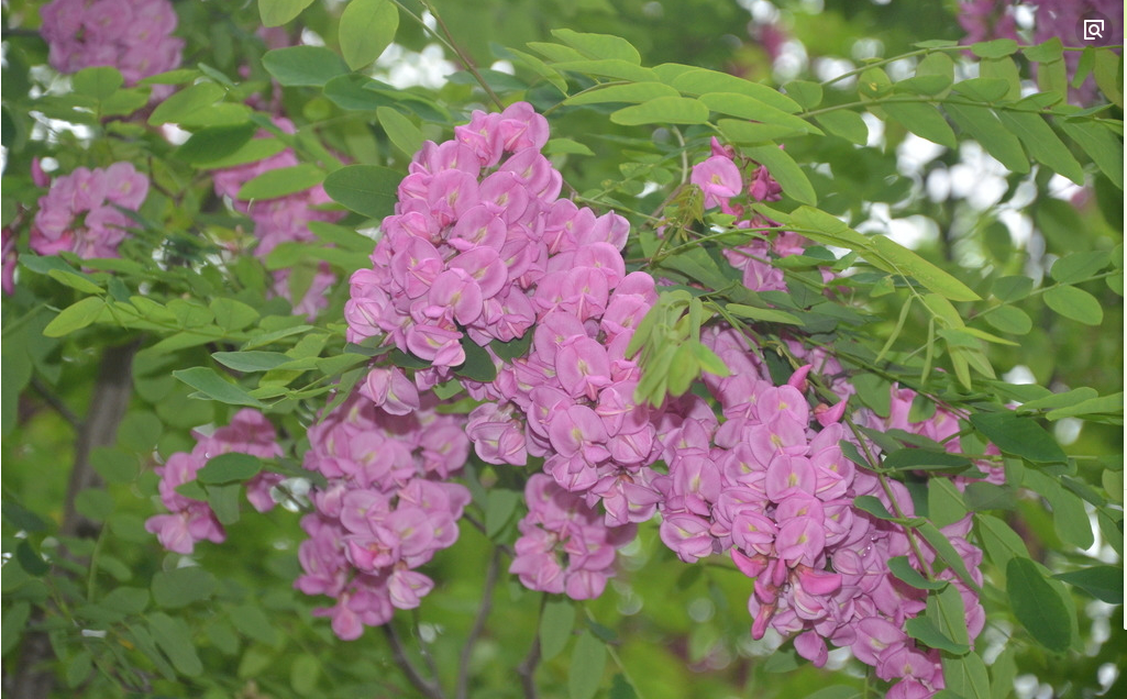 河南新乡香花槐健康优质环境你值得拥有