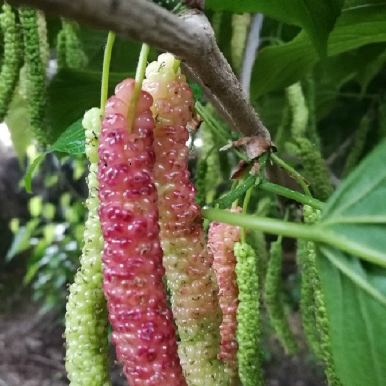 金牆63號果桑,以色列黑桑,雲桑二號,長果桑,桂花蜜果桑苗,冰糖葚,白