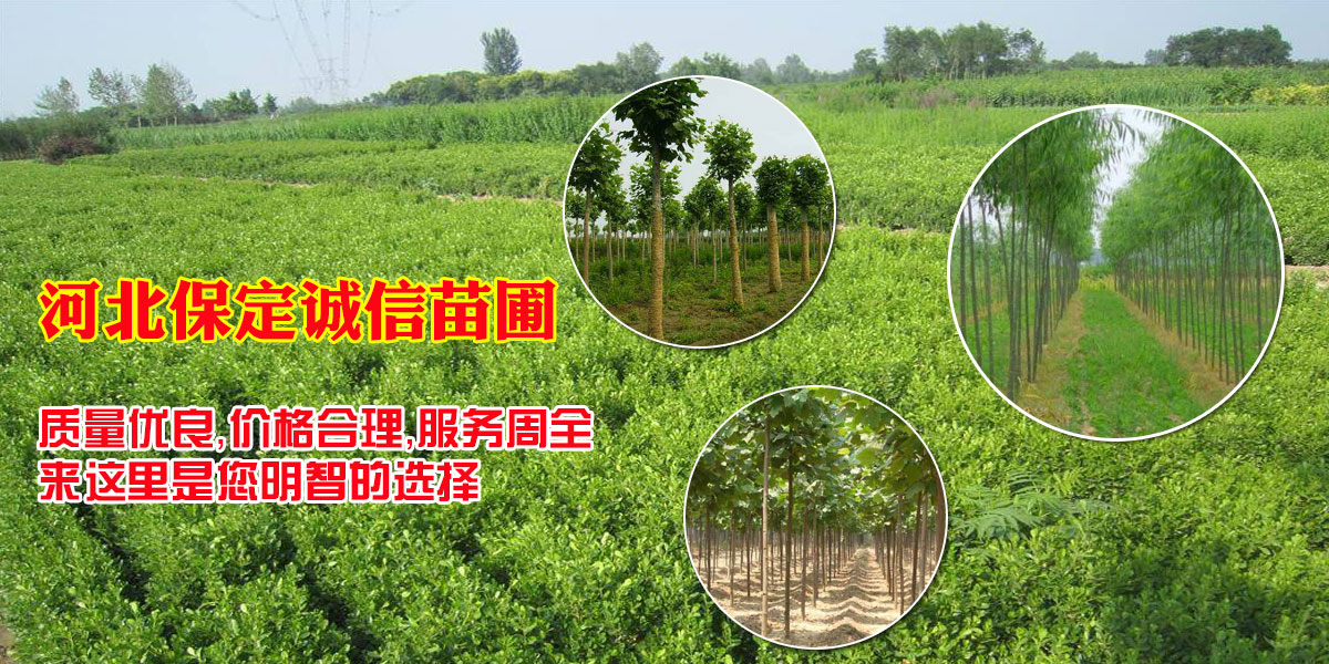 国槐树种植基地