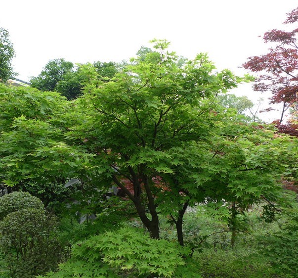 苗木价格优,存活率高,兰州苗木销售