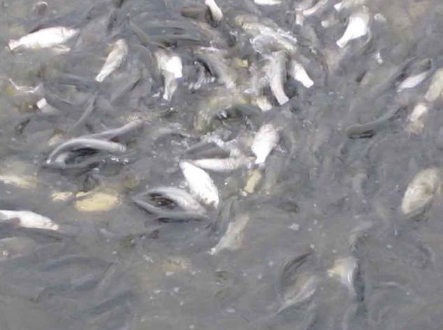 優質水産太康花白鲢魚種苗繁育養殖