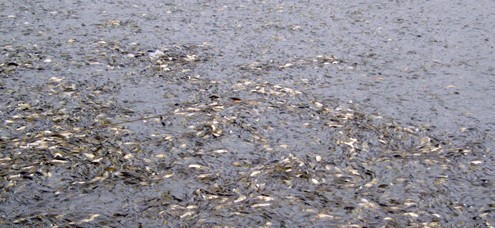 魚苗養殖不同時期的魚苗養殖養河飼養，河南八胡鲶魚苗批發