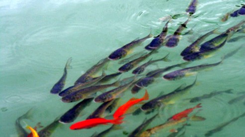 淡水魚苗混養重要性，淡水地河南草魚苗繁殖基地