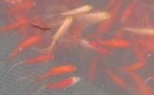 安陽草魚苗繁殖基地品種齊全