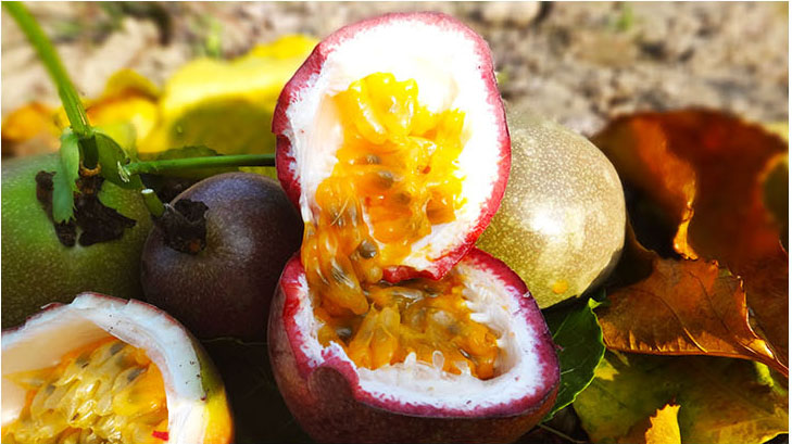 热带特产百香果热销批发中 进口巴西果西番莲鸡蛋果1斤8元