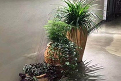 深圳寶安植物租擺花卉出租，得到客戶的廣泛好評