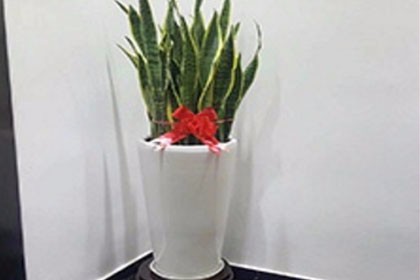 深圳鹽田辦公室花卉植物出租，為您營造綠色好心情