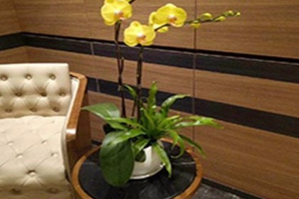 深圳羅湖花卉綠植租賃公司，經驗豐富，讓您放心