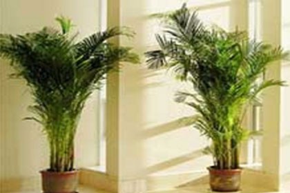 深圳翠竹辦公室花卉植物出租，深圳室花得到客戶的翠竹廣泛好評