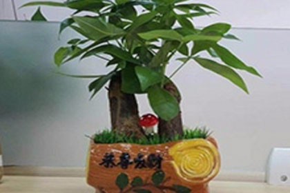 深圳光明花卉綠植租賃公司，經驗豐富，讓您放心