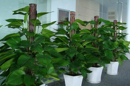深圳福田區辦公室花卉植物出租，您的滿意是我們的追求