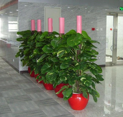 深圳辦公司花卉植物出租，租擺更具檔次