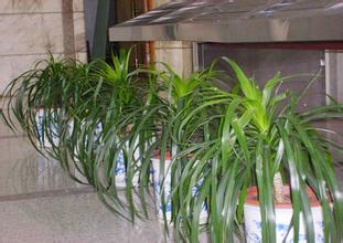 專業從事盆栽植物銷售，深圳植物租賃公司