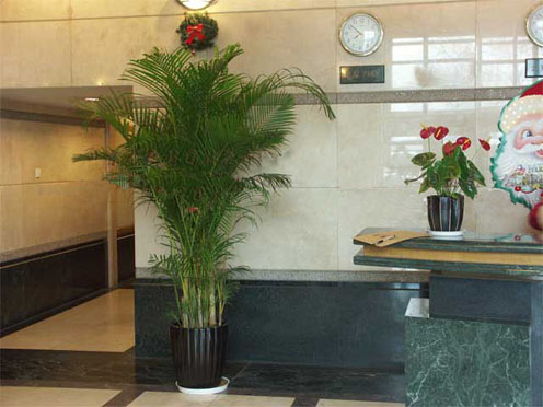 深圳室内植物租擺，為您的滿意而竭力服務