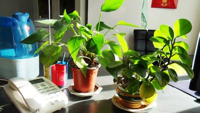 辦公室花卉植物風水擺放的講究，深圳辦公室花卉植物