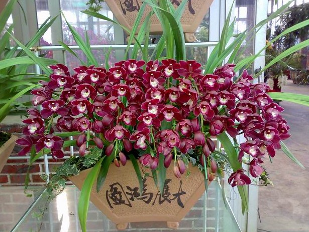 深圳專業的室内植物花卉租賃公司