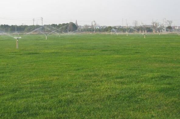 北京順義區優異草坪種植基地，獲得客戶高度評價