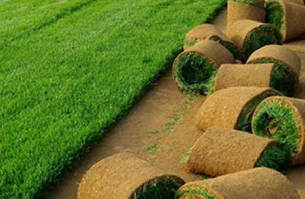 北京大興區草坪種植，質量保證，價格優惠