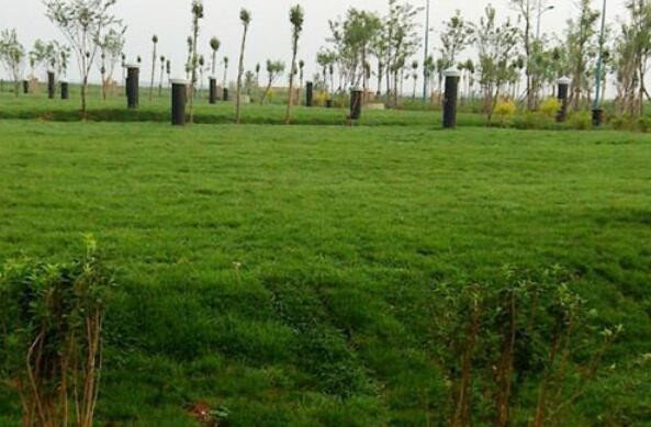 北京東城區草坪種植，北京多年經驗，東城放心選擇